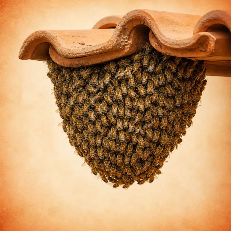 Honey bee swarm under a roof eave
