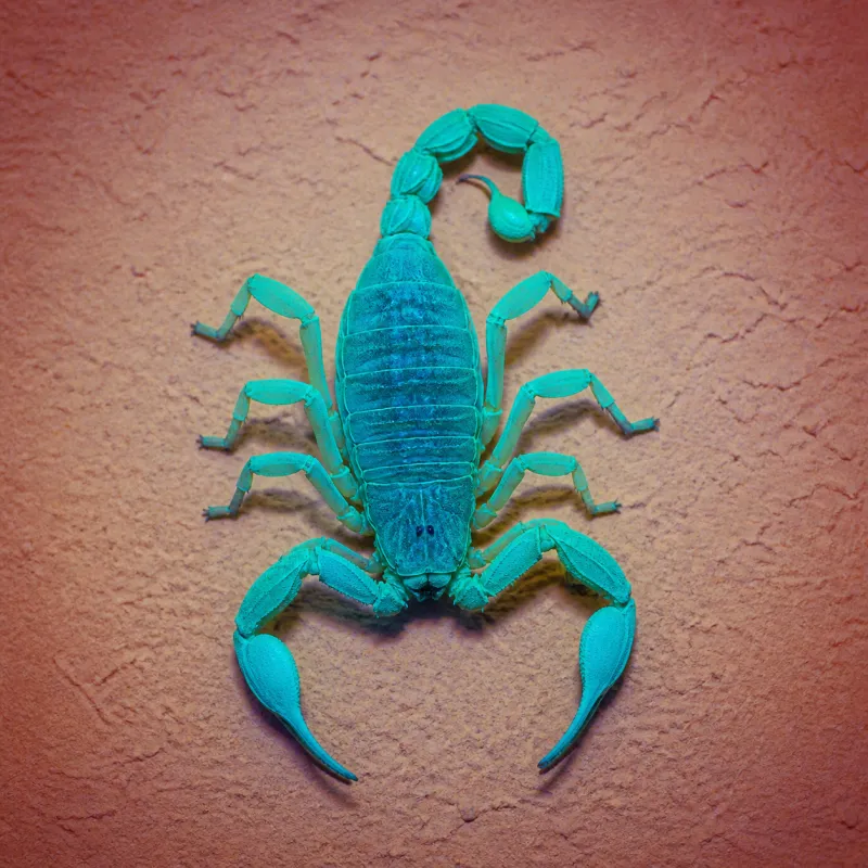 Arizona bark scorpion glowing under UV light
